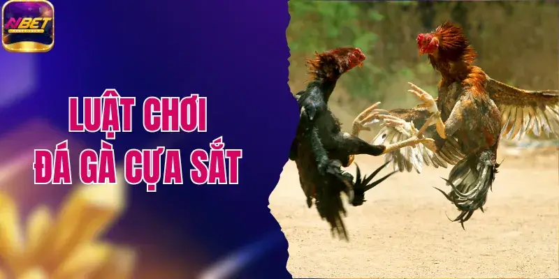 Luật Chơi Đá Gà Cựa Sắt Chuẩn Xác Cho Người Mới Bắt Đầu 1 Luật Chơi Đá Gà Cựa Sắt Chuẩn Xác Cho Người Mới Bắt Đầu