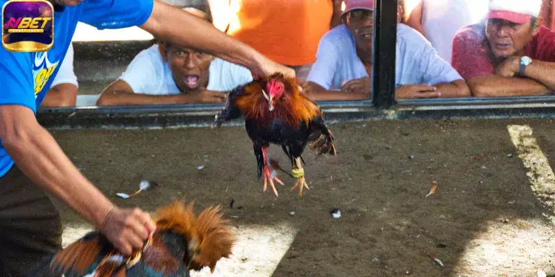Tiêu chí phân định thắng thua khi xem đá gà